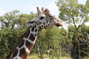 天王寺でプロポーズにおすすめの天王寺動物園